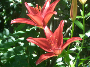 花ユリ赤